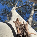 Canning Stock Route 2025