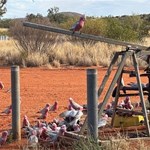 Canning Stock Route 2025