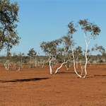 Canning Stock Route 2025