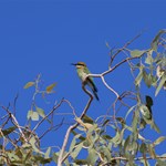 Canning Stock Route 2025