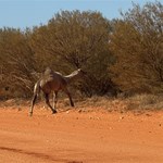Canning Stock Route 2025