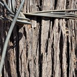 Canning Stock Route 2025