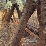 Canning Stock Route 2025