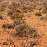 Canning Stock Route 2025