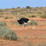 What is this Ostrich doing on the Birdsville Track