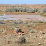 Birdsville Track Conditions in early June 2015