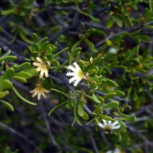 Currant Bush - Scaevola spinescens