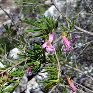 Poverty Bush - Eremophila alternifolia