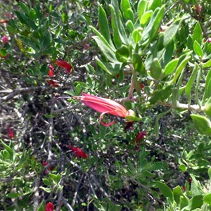Slender Fuchsia - Eremophila decipiens