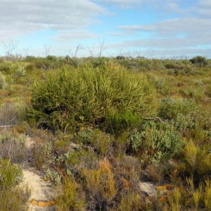 Swordfish Banksia -  	  Banksia elderiana