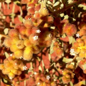 Golden Sand Sage, detail of flowers and buds