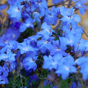 Blue  Leshenaultia