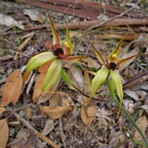 Leaping Spider orchid