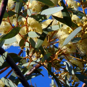 Red Mallee - Eucalyptus socialis