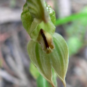 Common Greenhood Orchid