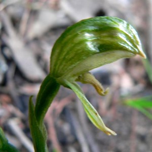 Common Greenhood Orchid