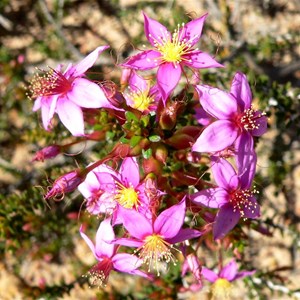 Calytrix brevifolia