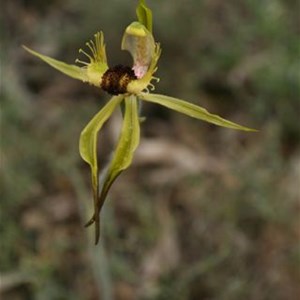 Arrowsmith Orchid