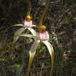 Coastal White Spider Orchid