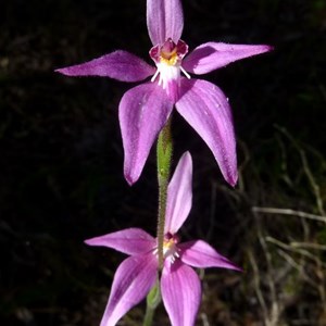 Pink Fairy Orchid - photo by Graeme W