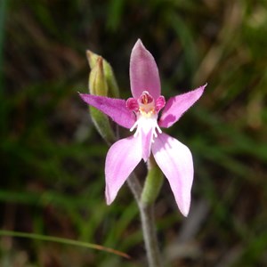 Pink Fairy Orchid  