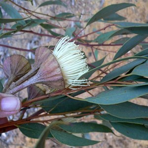 Eucalyptus pyriformis cream flowered form