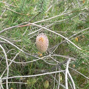 Banksia sphaerocarpa 