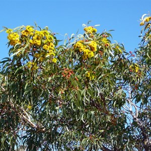 Illyarrie - Eucalyptus erythrocorys