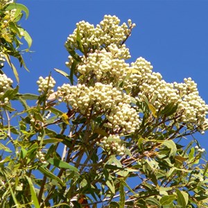 Bloodwood buds form dense clusters at the ends of branches