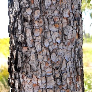 rough scaly bark of bloodwood