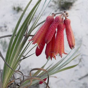 Blancoa canescens  or Red Bugle