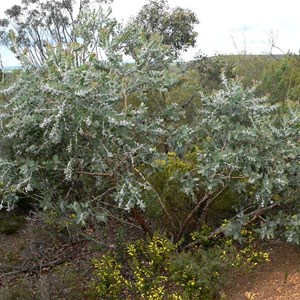 Tallerack, Eucalyptus tetragona 