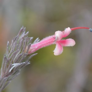  Kangaroo Island Gland Flower