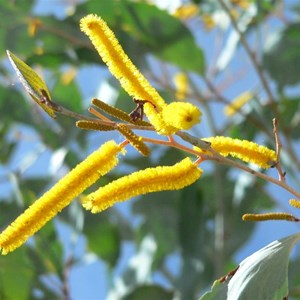 Pindan Wattle, Acacia tumescens