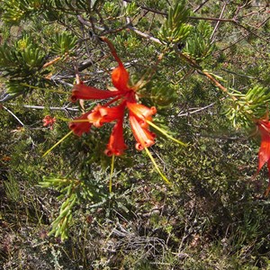 Open flower of Heath-leaved honeysuckle