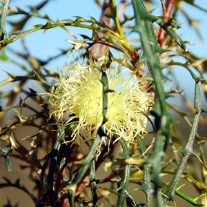 Prickly Dryandra