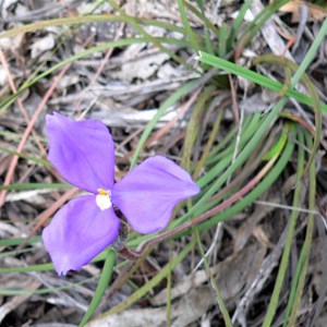 Silky Purple Flag or Patersonia sericea