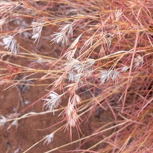 Kangaroo Grass, Themeda triandra