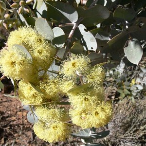 Curly mallee, Flinders Ranges