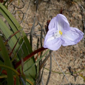 Patersonia occidentalis, Native Iris