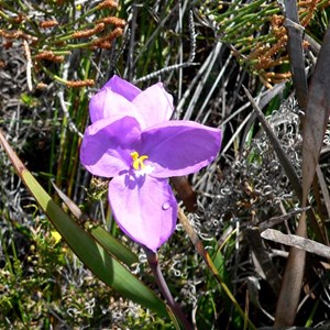 Native Iris, Cape le Grand NP, WA