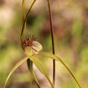 Common white spider orchid, Caladenia vulgata
