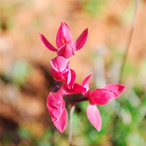 Sun orchid hybrid