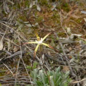 Yellow Spider Orchid