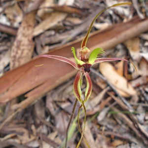 Fringed Mantis Orchid 