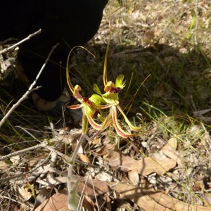 Fringed Mantis Orchid