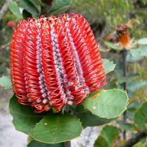 Banksia coccinea - all flowers at "hairpin" or half open stage