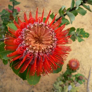 Banksia coccinea, some flowers fully opened