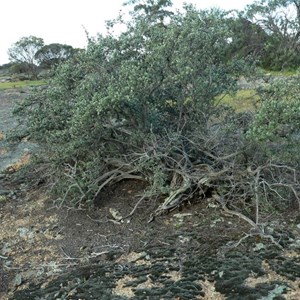 Kunzea pulchella, growing on granite rock.