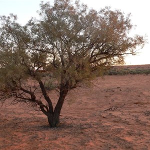 Young Gidgee tree, Simpson Desert